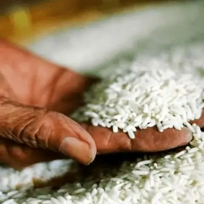 علت اصلی قیمت 350 هزار تومانی برنج رسماً اعلام گردید