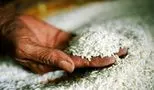 علت اصلی قیمت 350 هزار تومانی برنج رسماً اعلام گردید