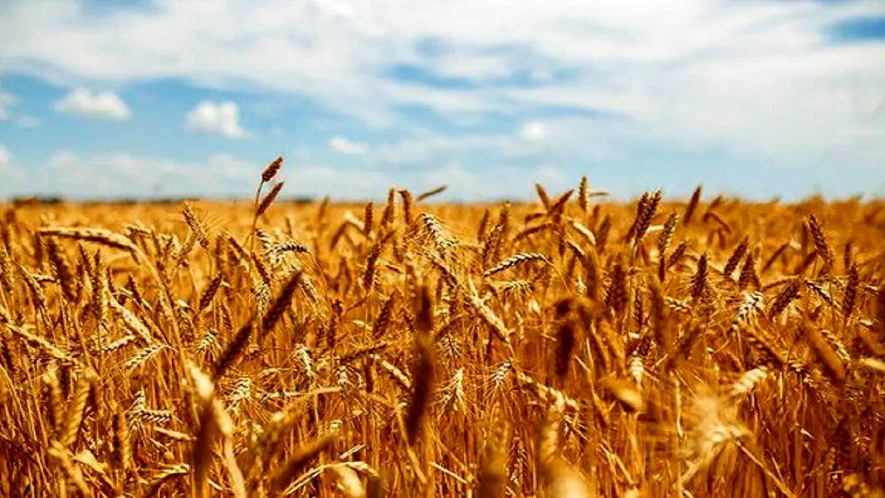 دولت ناتوان از اعلام نرخ خرید تضمینی گندم ؛ 70 روز گذشت