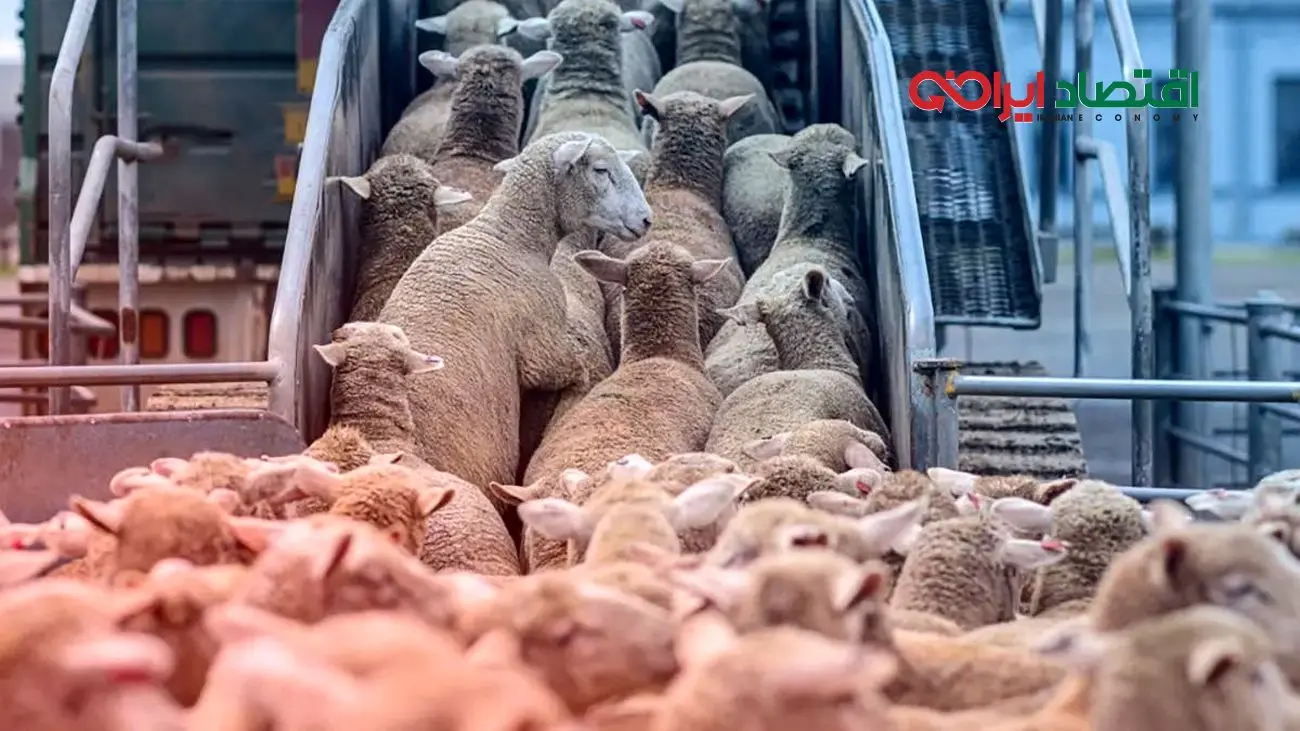 قیمت دام زنده امروز 29 مهر 1404 + جدول