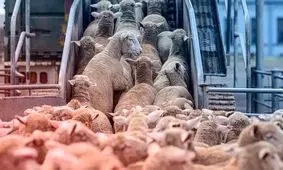 قیمت دام زنده امروز 29 مهر 1404 + جدول