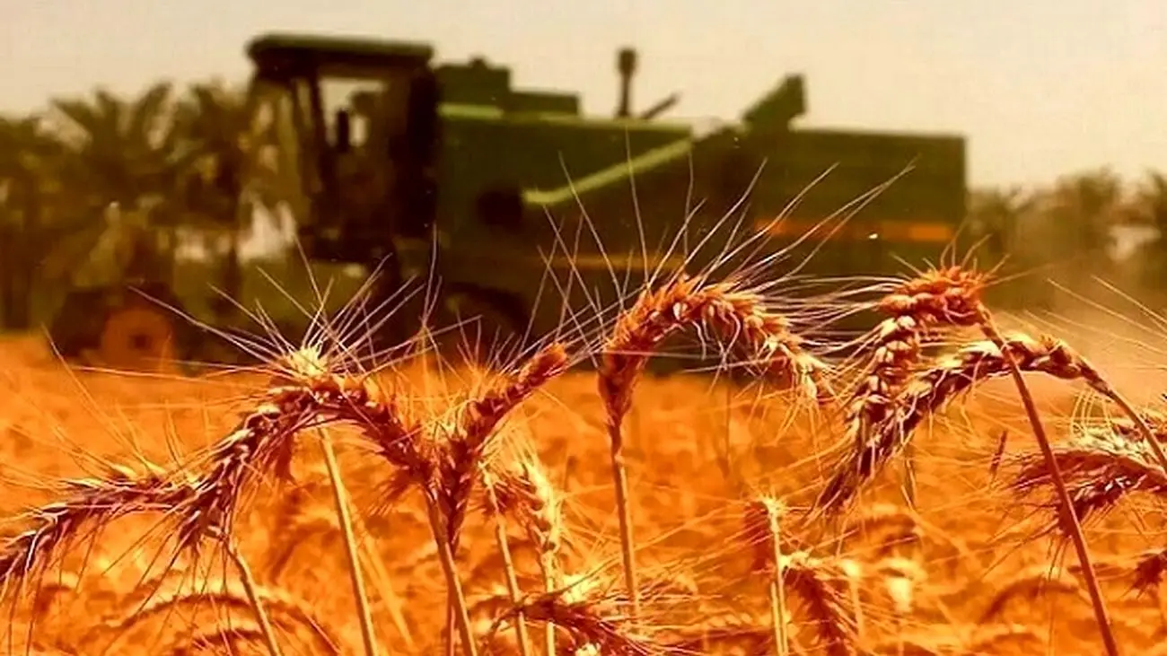 مطالبات گندمکاران تا پایان مهر تسویه می شود