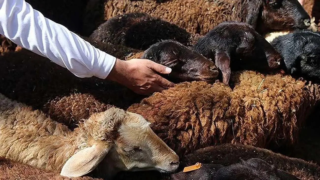 قیمت دام زنده امروز / قیمت گوسفند در کدام استان ها گران شد؟