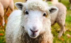 جدیدترین قیمت دام زنده 4 آبان 1404 + لیست کامل قیمت‌ها