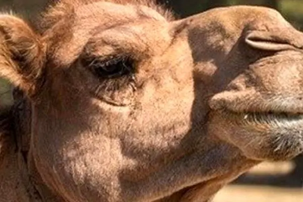 قیمت شتر ۱۴۰۴ / نکات مهم برای خریداران 