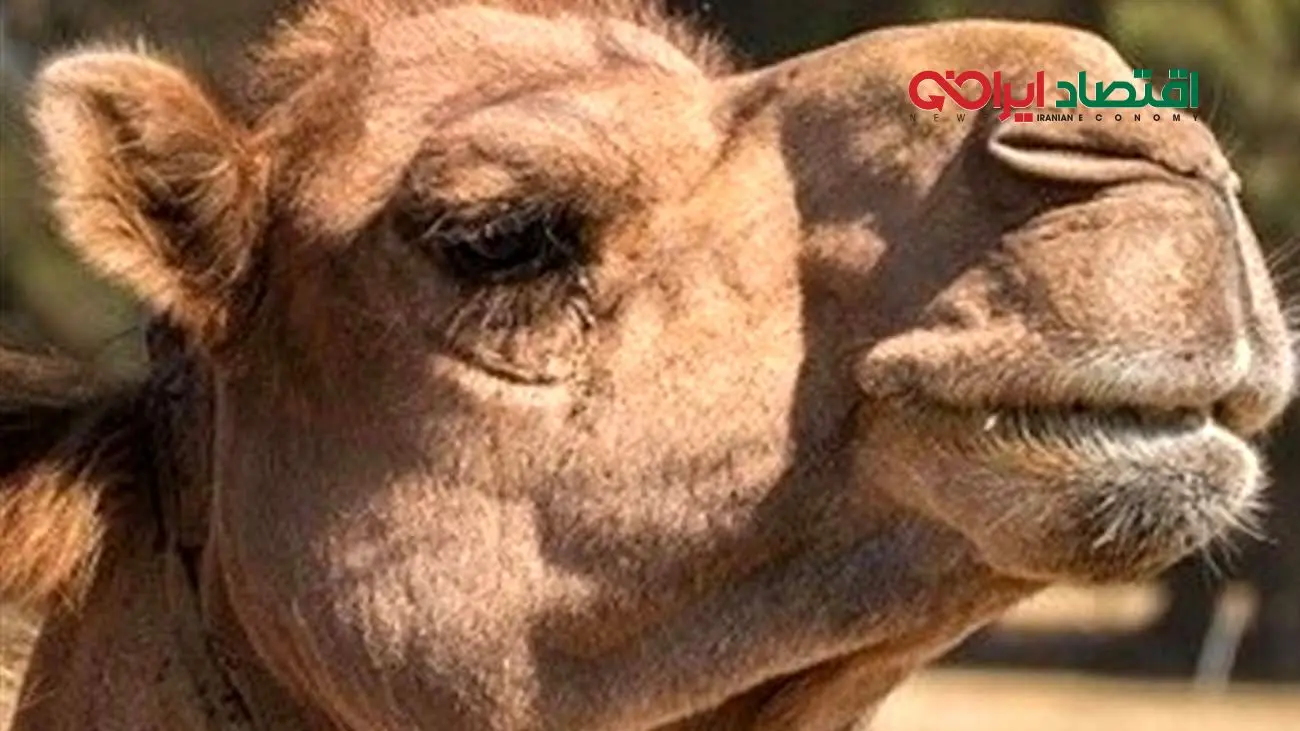 قیمت شتر ۱۴۰۴ / نکات مهم برای خریداران 