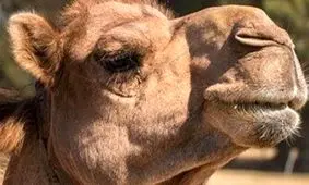 قیمت شتر ۱۴۰۴ / نکات مهم برای خریداران 