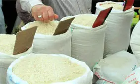 نیم میلیون تن برنج مشتری ندارد! / مردم دیگر از برنج خوردن خسته شده اند!