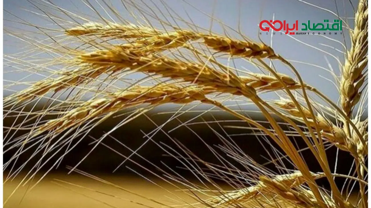 خبر خوش برای گندمکاران/ مطالبات پرداخت شد؟