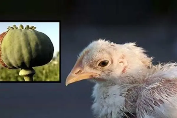 افشاگری بزرگ/ آیا مرغ‌های تریاکی وارد بازار شده‌اند؟