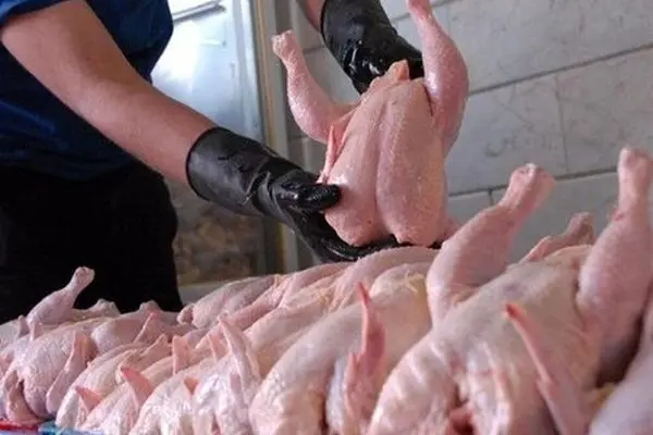 بازار مرغ در التهاب: زنگ خطر دوباره به صدا درآمد!