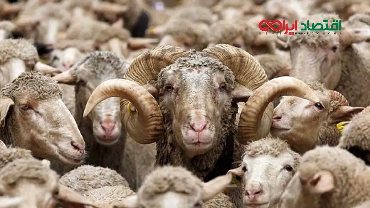 گوسفند ارزان شد / جدیدترین قیمت دام زنده امروز ۲۹ اردیبهشت ۱۴۰۴