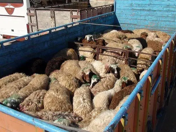 دام زنده ارزان شد / گرانی گوشت هنوز غوغا می کند