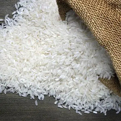 خبر بد درباره برنج ایرانی / آقای وزیر اعتراف کرد !