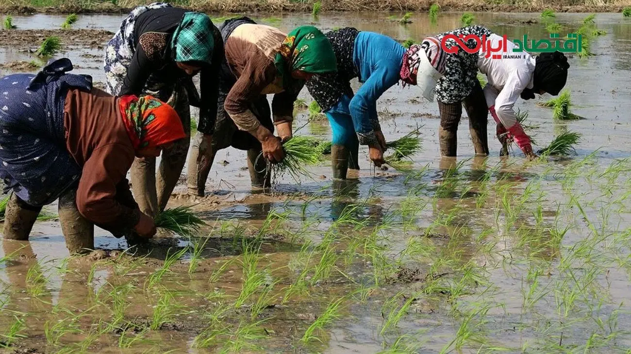 قیمت واقعی برنج حداکثر ۲۰۰ هزار تومان است، نه بیشتر/!هشداردرباره گرانی برنج، اگر نظارت نباشد، سفره مردم آسیب می‌بیند