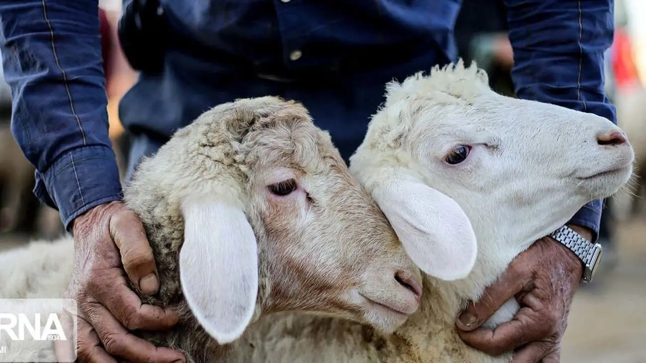 قیمتهای دام زنده در استانها / قیمتها کجا پایین آمد و کجا بالاتر رفت؟