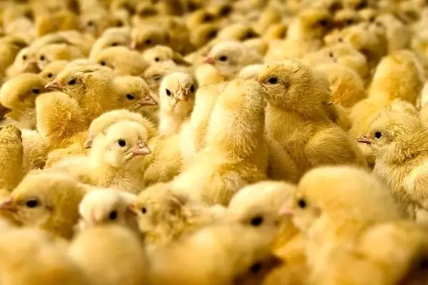 اطلاعیه رسمی درباره آینده بازار مرغ