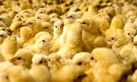 اطلاعیه رسمی درباره آینده بازار مرغ