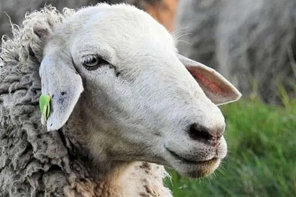 قیمت دام زنده امروز ۲۰ دی ۱۴۰۳/ نوسانات بازار شدت گرفت + جدول تغییرات