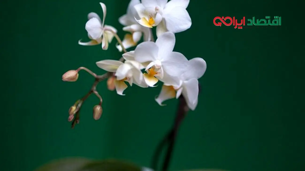 گرانترین گلهای جهان