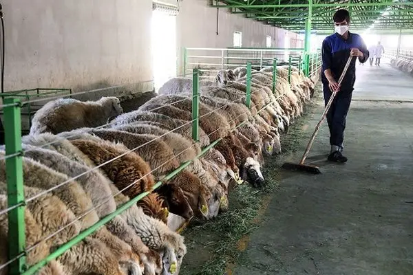 بحران تامین گوشت قرمز در تابستان ۱۴۰۴/زنگ خطر برای بازار !