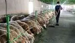 بحران تامین گوشت قرمز در تابستان ۱۴۰۴/زنگ خطر برای بازار !