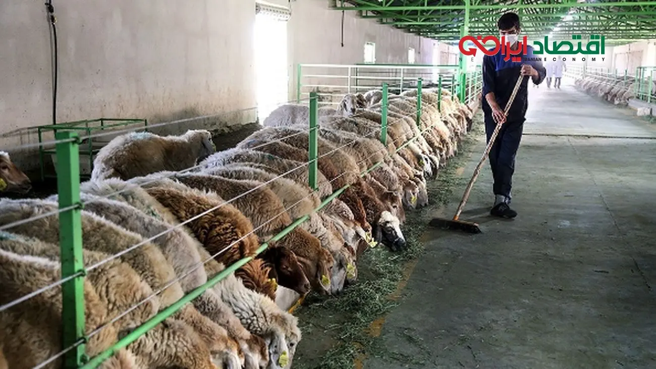 بحران تامین گوشت قرمز در تابستان ۱۴۰۴/زنگ خطر برای بازار !