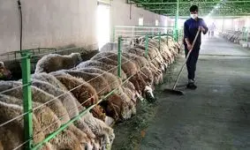 بحران تامین گوشت قرمز در تابستان ۱۴۰۴/زنگ خطر برای بازار !