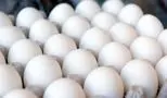 افزایش قیمت تخم‌مرغ در مرغداری‌ها/ کیلویی 77 هزار تومان!