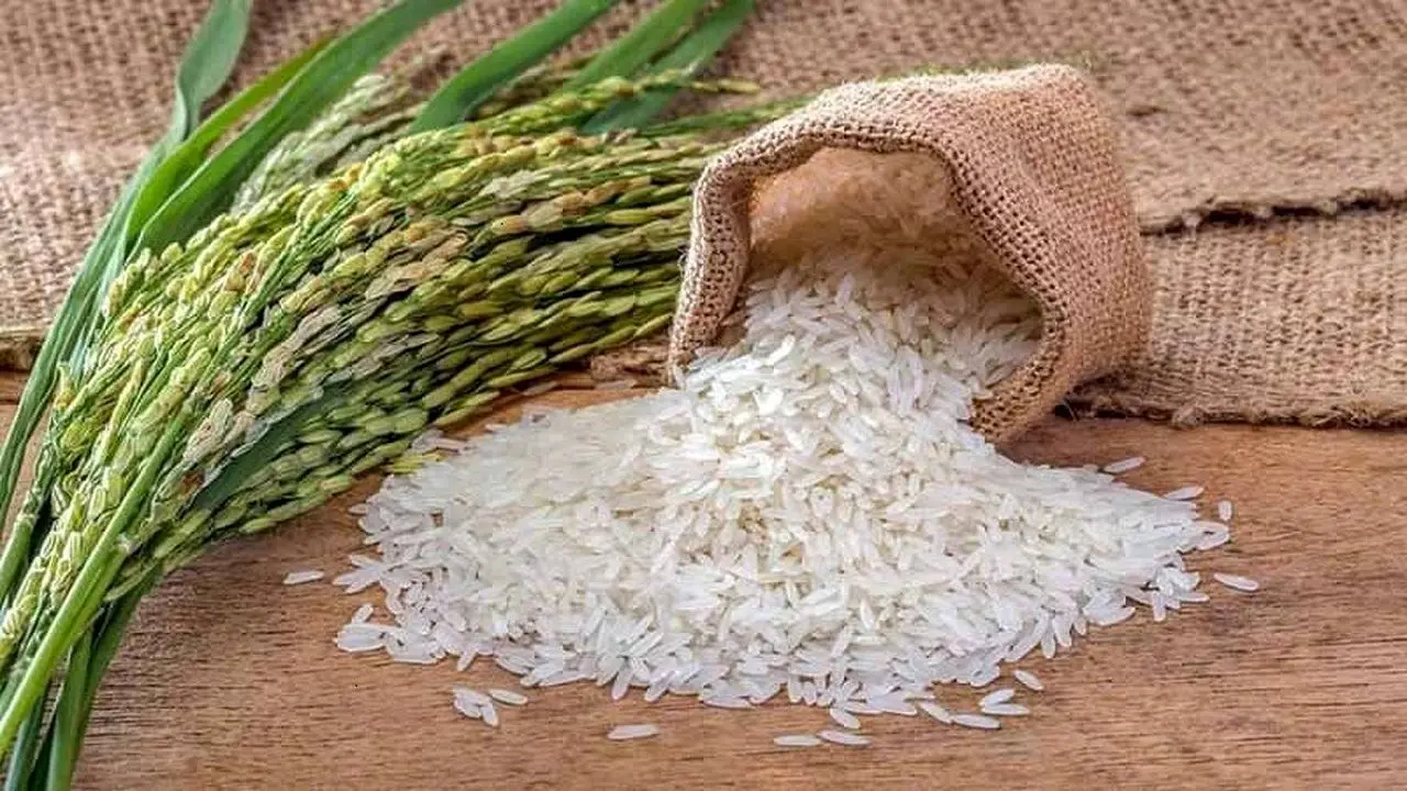 مهلت یک هفتهای برای اصلاح درخواست تخصیص ارز برنج