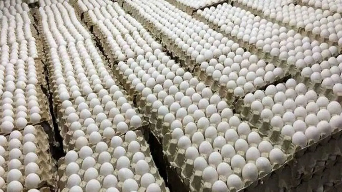 صعود عجیب قیمت تخم‌مرغ؛ شانه‌ای چند باید بخریم؟