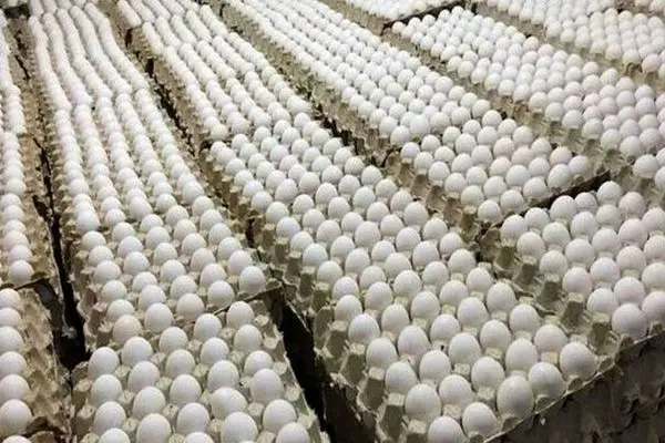 صعود عجیب قیمت تخم‌مرغ؛ شانه‌ای چند باید بخریم؟