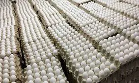 صعود عجیب قیمت تخم‌مرغ؛ شانه‌ای چند باید بخریم؟