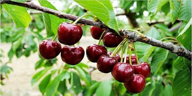 گیلاسهای خراسانشمالی به کدام کشور صادر می شود؟