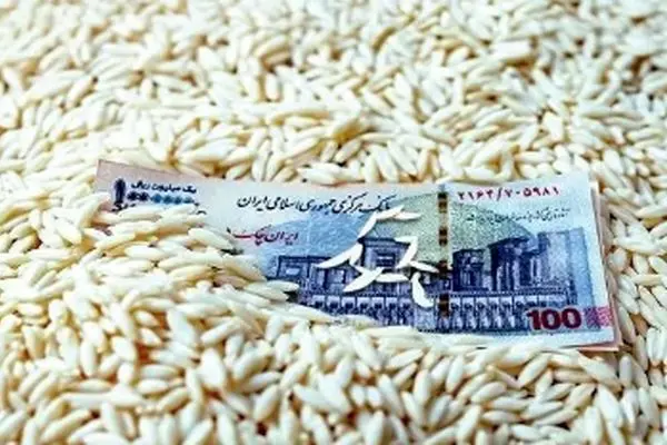 برنج روز به روز گران‌تر می‌شود؛ قیمت‌ها از کنترل خارج شد!
