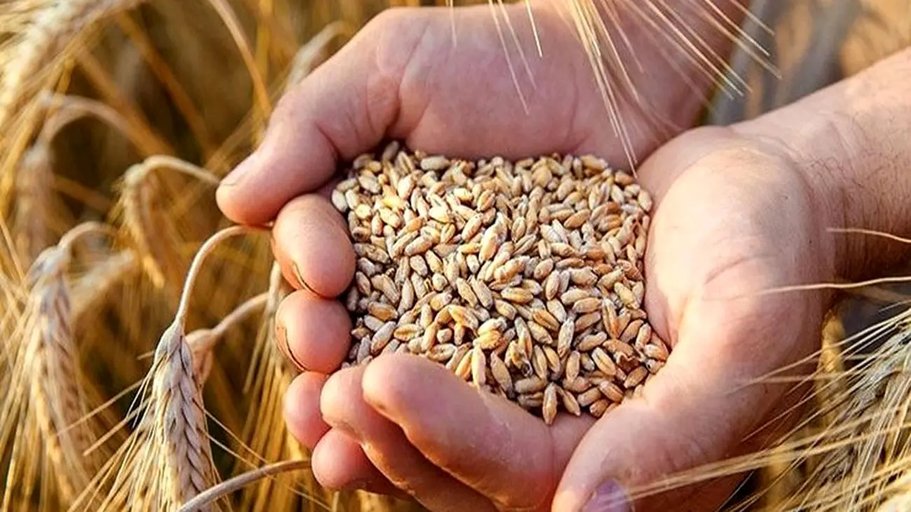 در این تاریخ نرخ واقعی گندم اعلام می شود