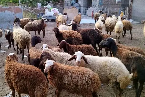 نرخ دام زنده امروز ۱۰ دی ۱۴۰۳ / فاز گرانی به گوسفند زنده هم رسید + جدول قیمت