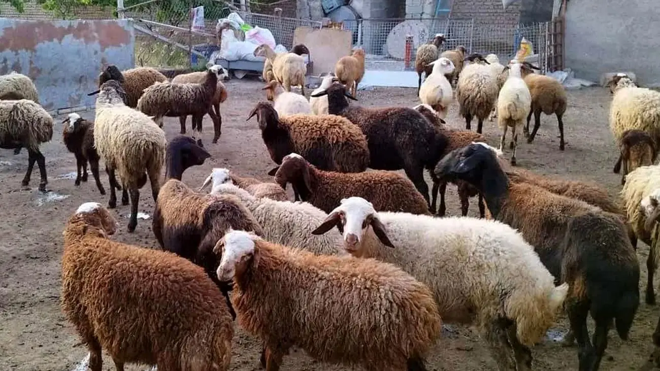 نرخ دام زنده امروز ۱۰ دی ۱۴۰۳ / فاز گرانی به گوسفند زنده هم رسید + جدول قیمت
