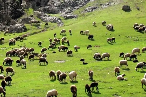 تولید قراردادی ۳ میلیون راس دام عشایر راه‌حلی برای تعدیل بازار