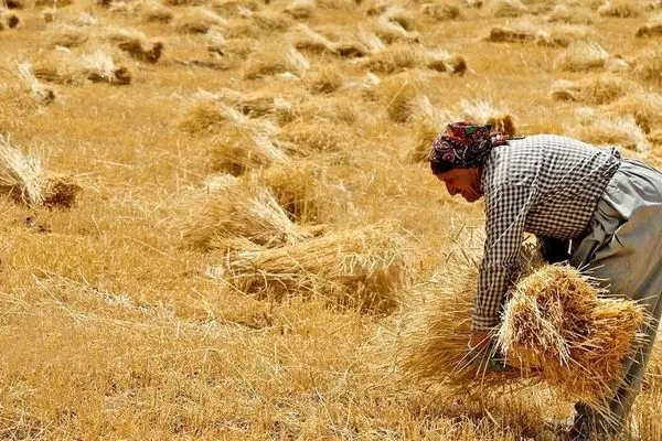 دلال‌ها؛ سود کشاورز را به جیب خود می‌زنند