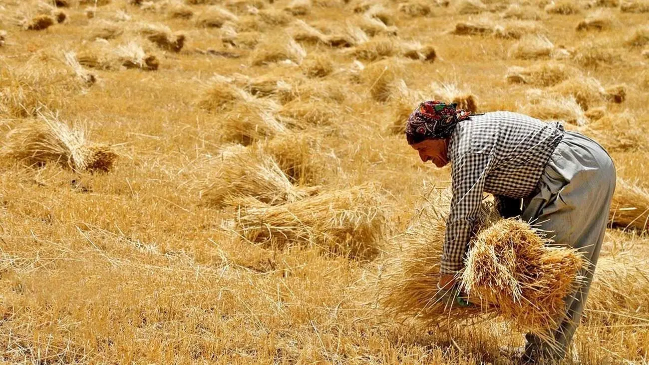 دلالها؛ سود کشاورز را به جیب خود میزنند
