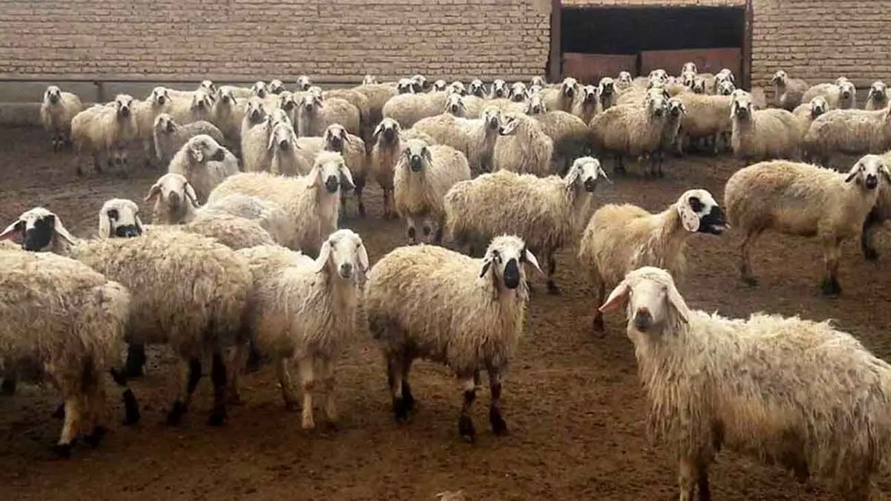 های جدید دام زنده؛ گوسفند در کدام استان ارزانتر است؟