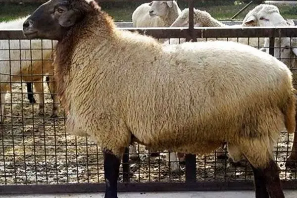 قیمت جدید دام زنده اعلام شد/ گوسفند و گوساله در 16 آبان 1404 چقدر گران شد؟