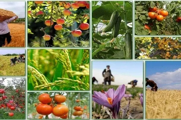 فواید دست به جیب شدن دولت برای کشاورزان