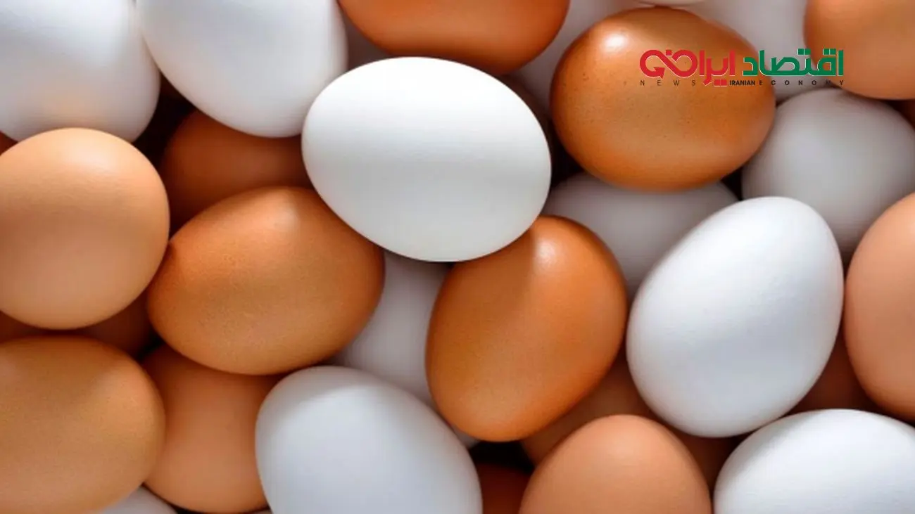 قیمت تخم مرغ شهریور ۱۴۰۴؛ تخم مرغ دو زرده محلی چند؟