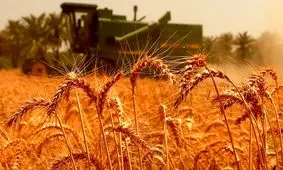 جدیدترین خبرها درباره افزایش قیمت خرید تضمینی گندم