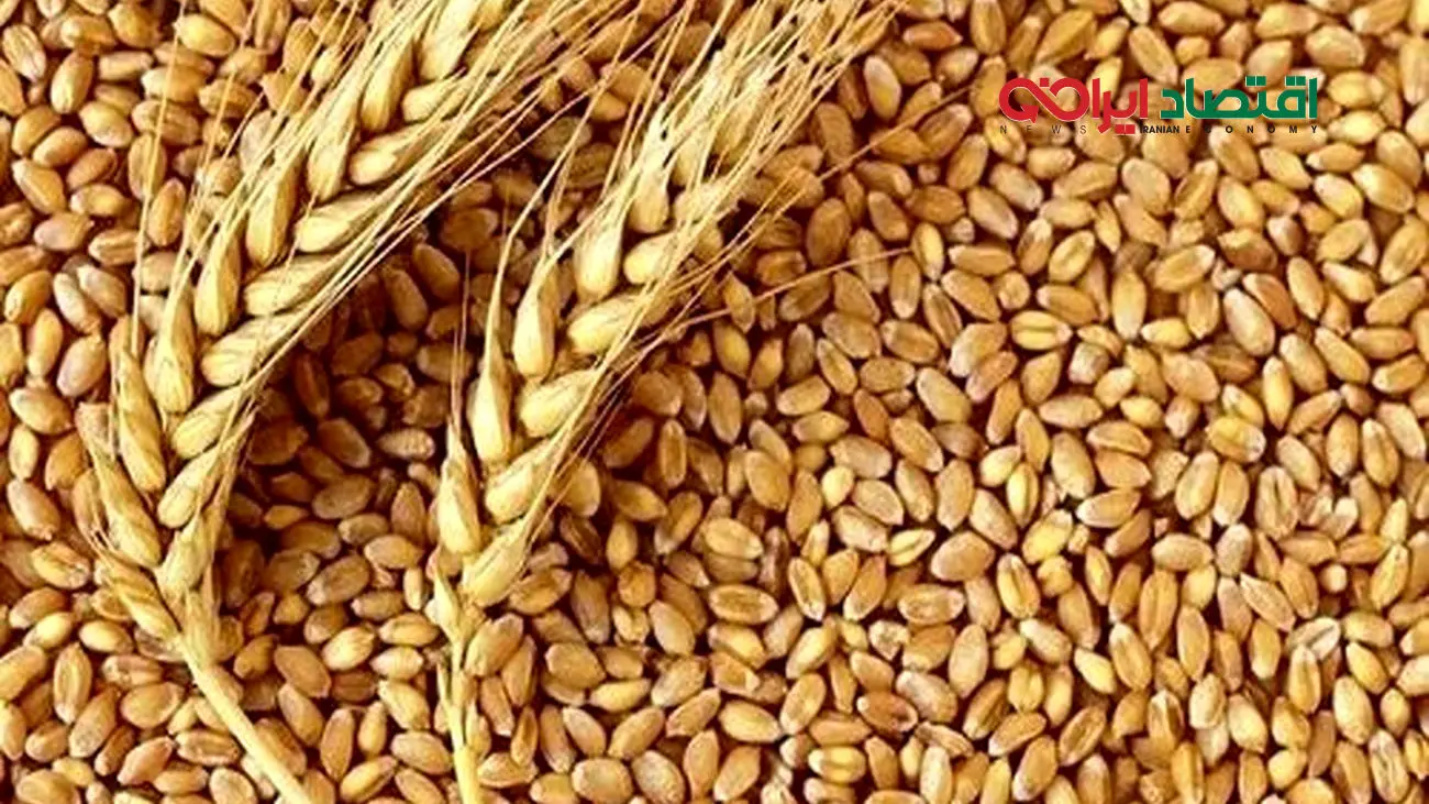 فوری / زمان پرداخت پول گندمکاران اعلام شد