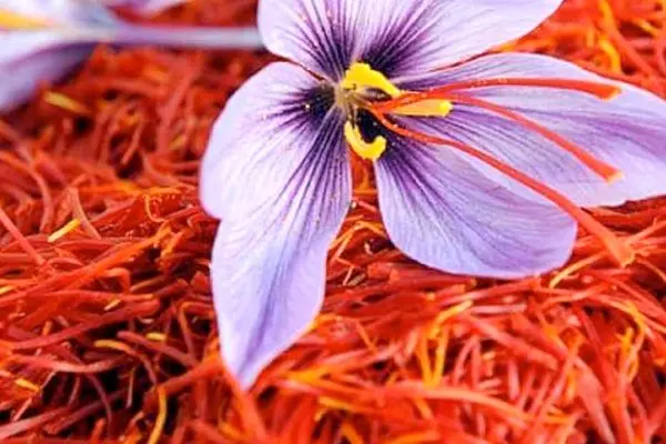 قیمت طلای سرخ عقب‌نشینی کرد 