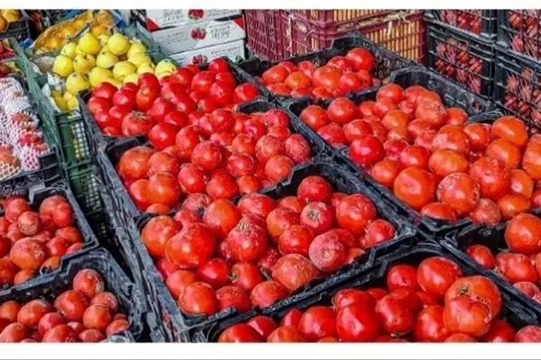 فاجعه در بازار! گوجه فرنگی به قیمت طلا نزدیک شد