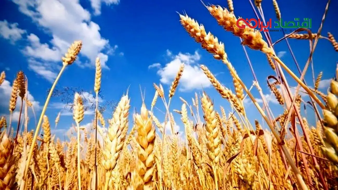 قیمت تضمینی گندم؛ تا کی باید منتظر اعلام رسمی باشیم؟